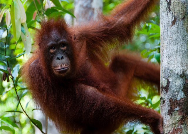 malaysia orangutan tour
