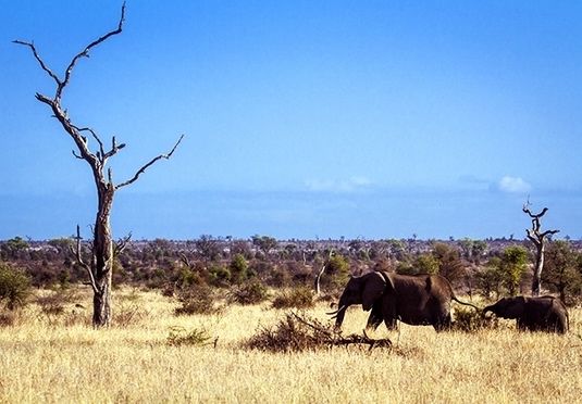 fly \u0026 drive zuid afrika johannesburg \u0026 krugerpark bespaar tot 70fly \u0026 drive zuid afrika johannesburg \u0026 krugerpark bespaar tot 70% op luxe reizen travelbird